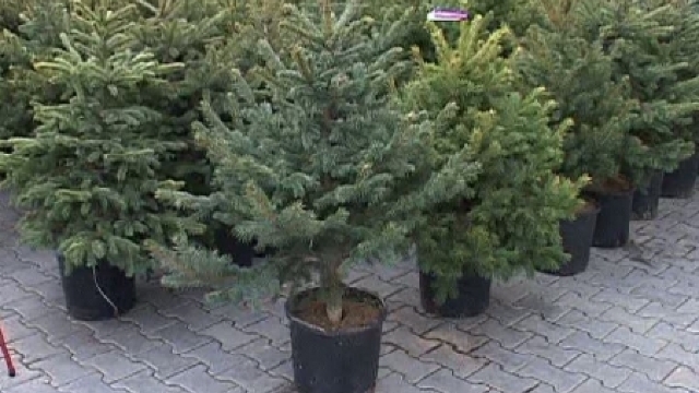În acest an, bradul de Crăciun se poate închiria
