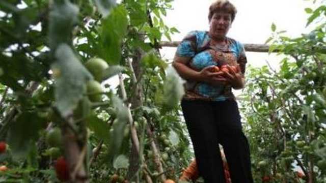 Iarmaroace pentru producătorii agricoli din suburbiile Chișinăului
