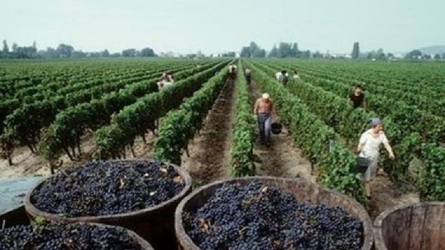 Reforma sectorului vitivinicol