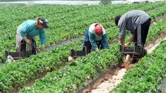 Agricultorii afectați de secetă for fi despăgubiți