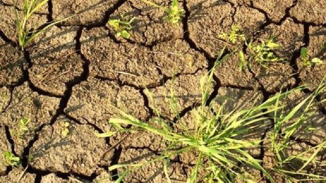 Situația grea provocată de secetă