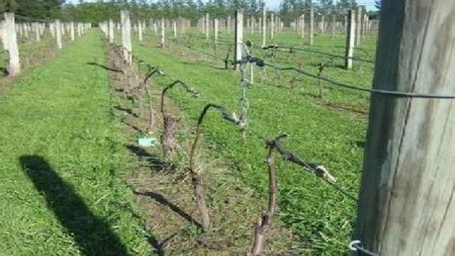Peste două mii de hectare de viță de vie au fost plantate în acest an