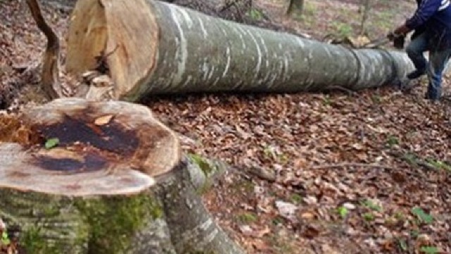 Defrișarea unui parc public