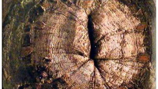 Buba, dacă vrei să treacă las-o în pace