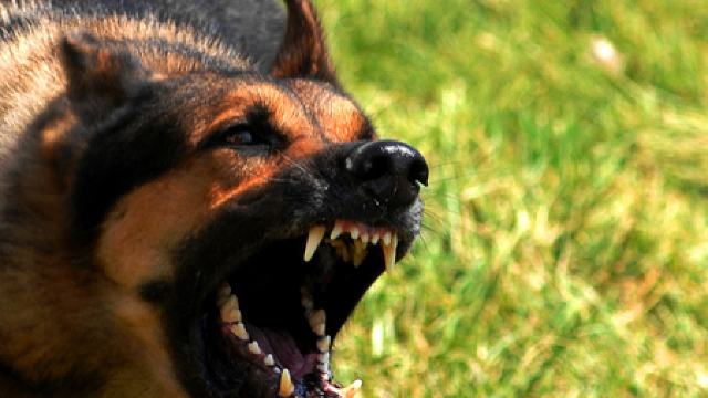 Măsuri de carantină într-o localitate după ce a fost depistat un caz de rabie la un câine