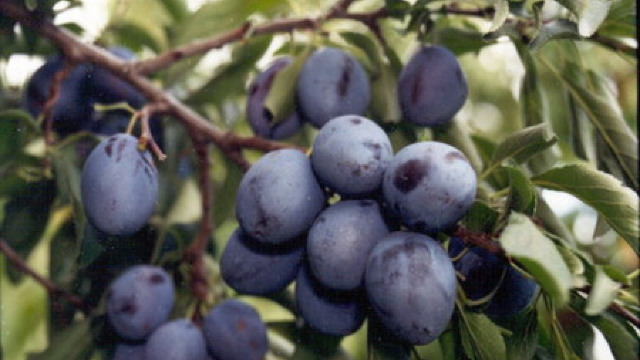 Rusia a interzis importul unui lot de 19 tone de prune din Republica Moldova