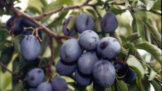 Rusia: Rosselhoznadzor a interzis un lot de prune proaspete moldovenești