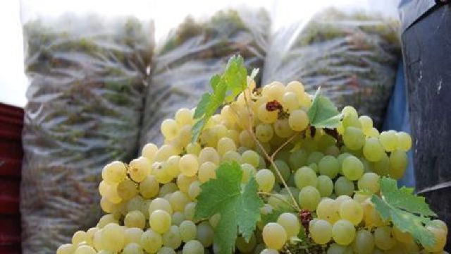 Recolta de struguri de vin din acest an va fi de 500 de mii de tone