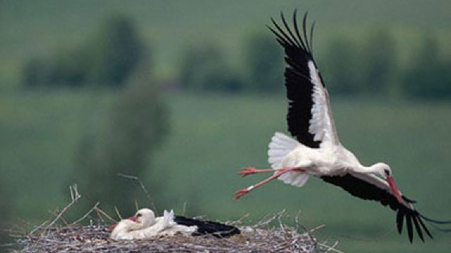 Păsările migratoare se rețin pe teritoriul Republicii Moldova