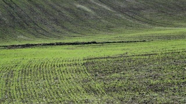 Iarna blândă afectează culturile agricole din Republica Moldova