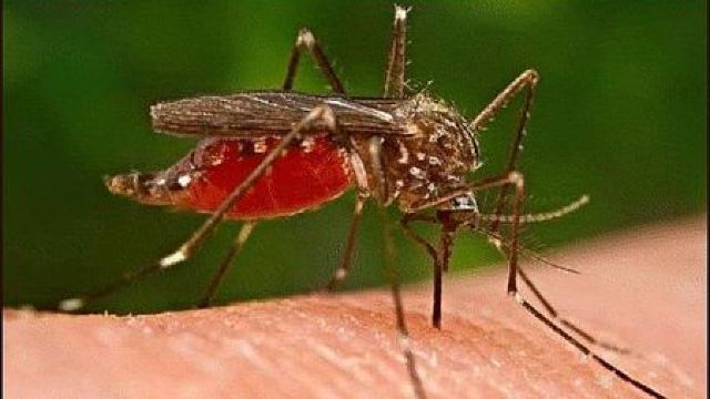 Campanie despre pericolul bolilor transmise prin mușcăturile de insecte