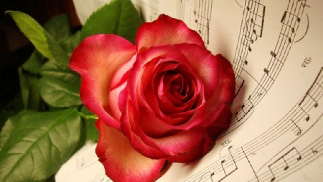 Trandafiri în primăvară. Muzica mai veche si mai noua, despre trandafiri...