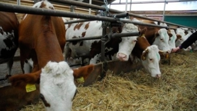 Polonia ne oferă 100 de milioane de euro pentru modernizarea sectorului animalier