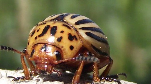 ANSA: Gândacul de Colorado atacă