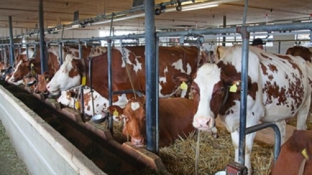 Rusia a interzis importurile de bovine și carne de vită din România