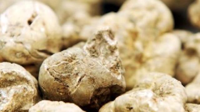 O trufă albă rară, demnă de Cartea Recordurilor, a fost găsită în Bulgaria