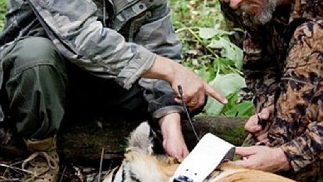 Tigrul lui Putin, care a fugit în China, vrea să se întoarcă în Rusia