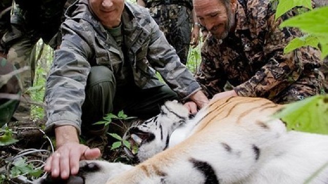 Tigrul lui Putin, principalul suspect de moartea mai multor capre