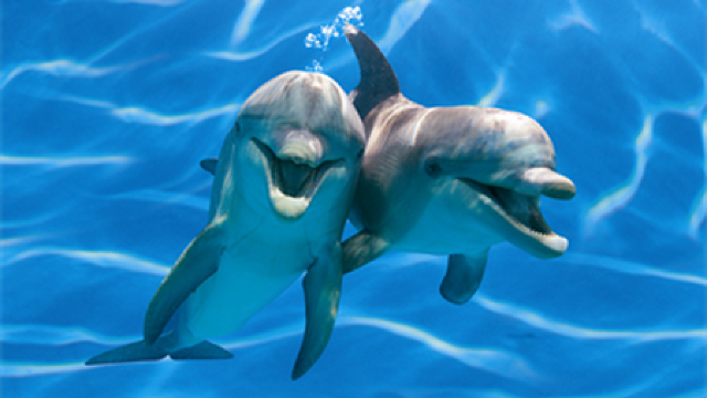 VIDEO | Imagini rare cu delfini în largul Mării Negre, în România. „NU am văzut niciodată așa ceva”