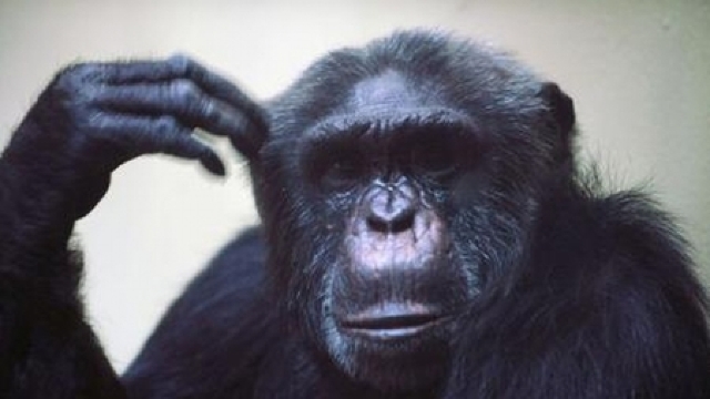 Tribunal din New York: Cimpanzeii nu sunt persoane