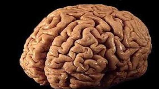 O sută de creiere au fost furate de la Universitatea din Texas
