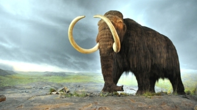 Un pui de mamut siberian preistoric expus la muzeul de istorie naturală din Viena