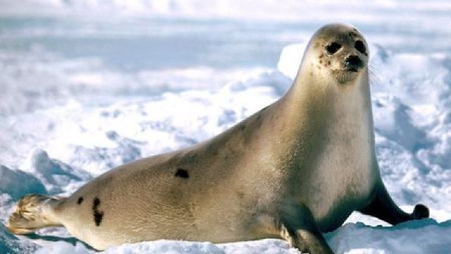 În Anglia, o focă a fost descoperită la 30 km de mare 