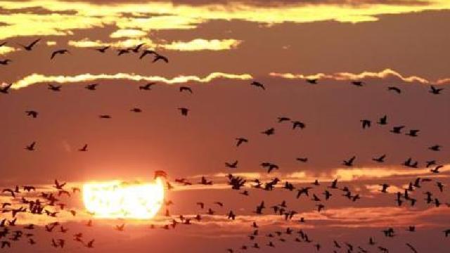 Păsările migratoare se schimbă între ele în poziția de conducere a stolului pentru a se odihni