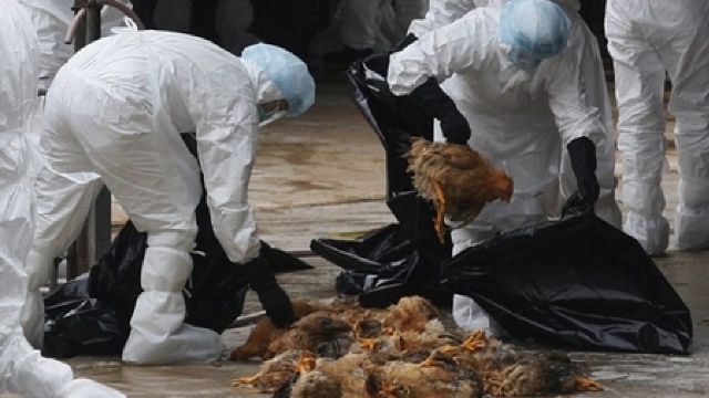 Virusul mortal H7N9 se răspândește rapid prin populațiile de pui