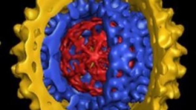 Hepatita B poate fi eradicată