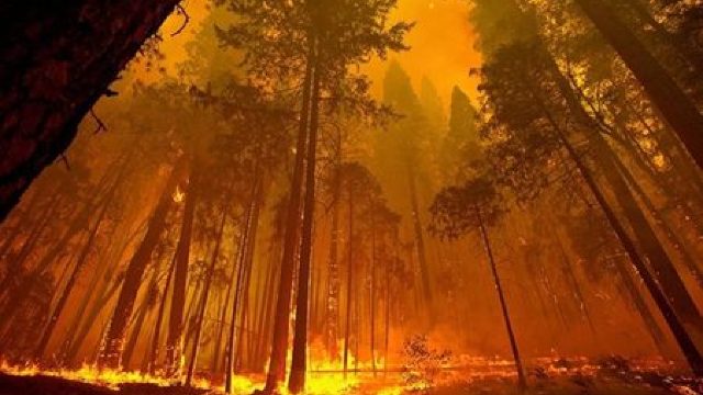 Greenpeace avertizează că incendiul din Siberia ar putea fi cel mai mare din istorie
