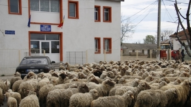 PROTEST cu oi în fața Primăriei (FOTO)