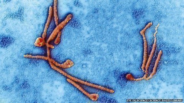PREMIERĂ! Unde a fost descoperit virusul Ebola