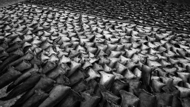 Ecuador: Au fost confiscate circa 200.000 de aripioare de rechin