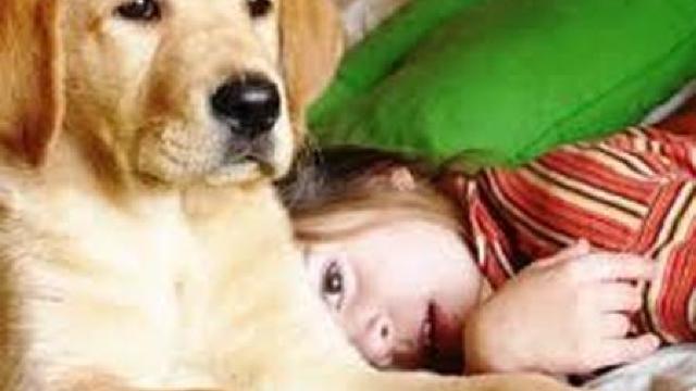 Țara în care există mai mulți câini decât copii
