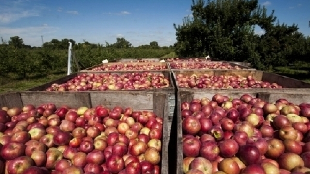 Produsele din R. Moldova: Cifra exporturilor în prima jumătate a lui 2015