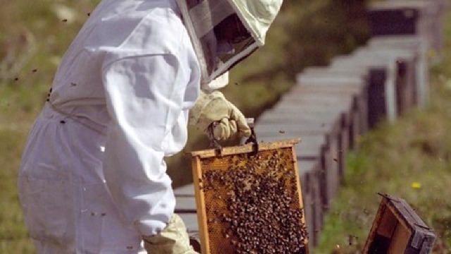 România oferă 158.000 EURO pentru dezvoltarea sectorului apicol în R. Moldova