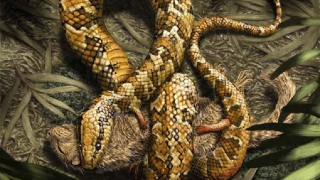 O fosilă de șarpe patruped descoperită în Brazilia