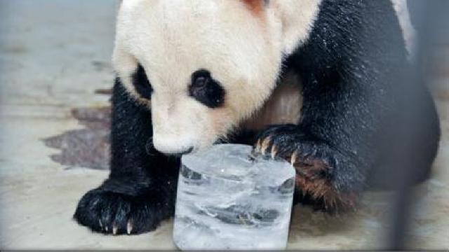 China: Urși panda tratați regește pentru a suporta mai ușor canicula 