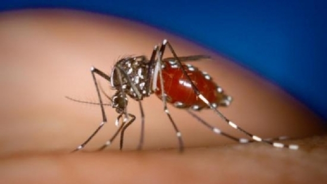 Primul vaccin împotriva malariei ar putea fi utilizat în Africa