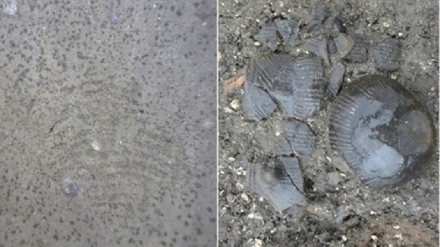 Descoperirea spectaculoasă făcută de arheologii danezi