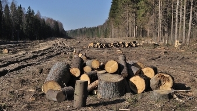 Arendașii parcelelor de pădure comit ABUZURI la exploatarea acestora