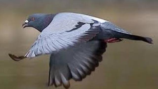 Autoritățile din India au „arestat” un porumbel care a zburat din Pakistan, acuzând acțiuni de spionaj