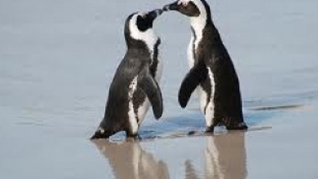 Secretul fidelității la cuplurile de pinguini