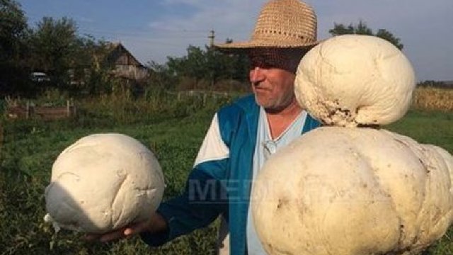 Ciuperci GIGANT de trei kilograme (FOTO)
