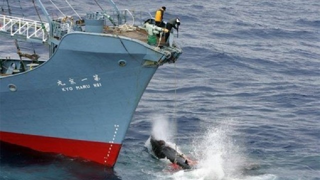 Japonia reia vânătoarea de balene în Antarctica