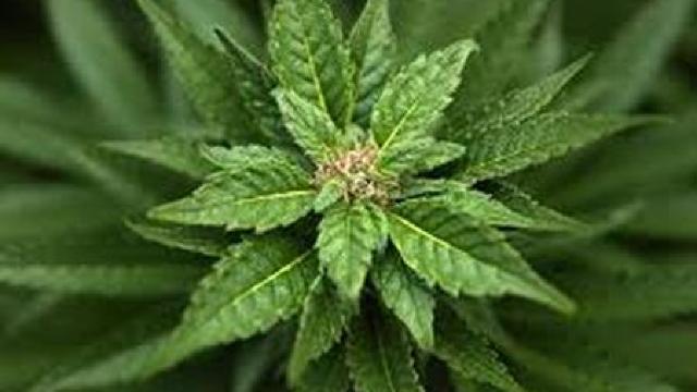Prima țară din lume care a legalizat cultivarea și distribuirea de marijuana