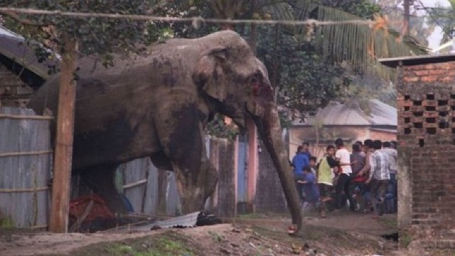 S-au chinuit șapte ore să prindă un elefant rătăcit (VIDEO)