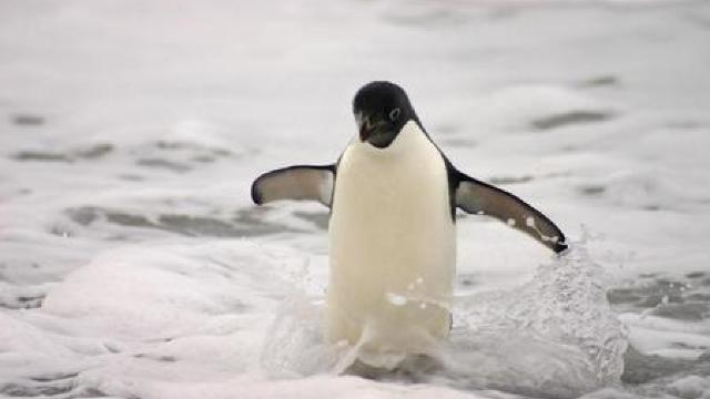 150.000 de pinguini Adelie au pierit din cauza unui aisberg