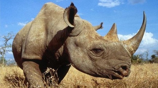 Africa: 1.338 de rinoceri braconați în 2015, o cifră record după 2008